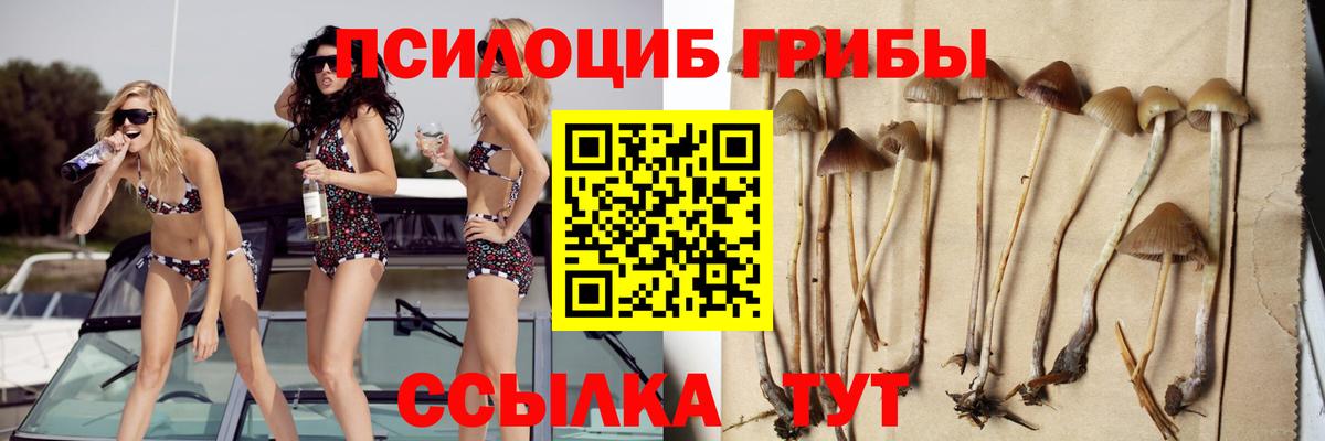 Псилоцибиновые грибы Psilocybe Качканар